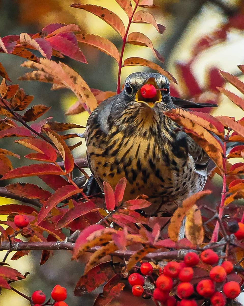 Осень птицы