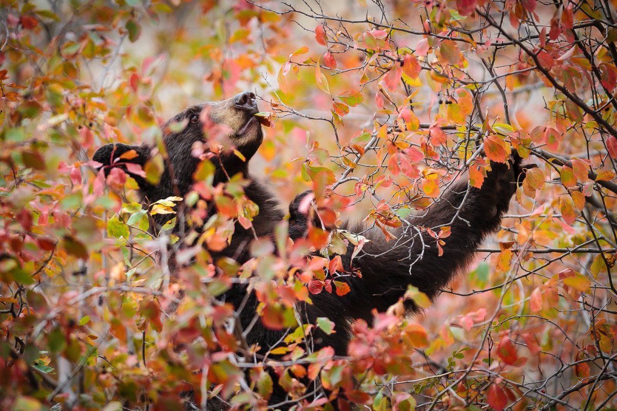 Лесные птицы в ноябре
