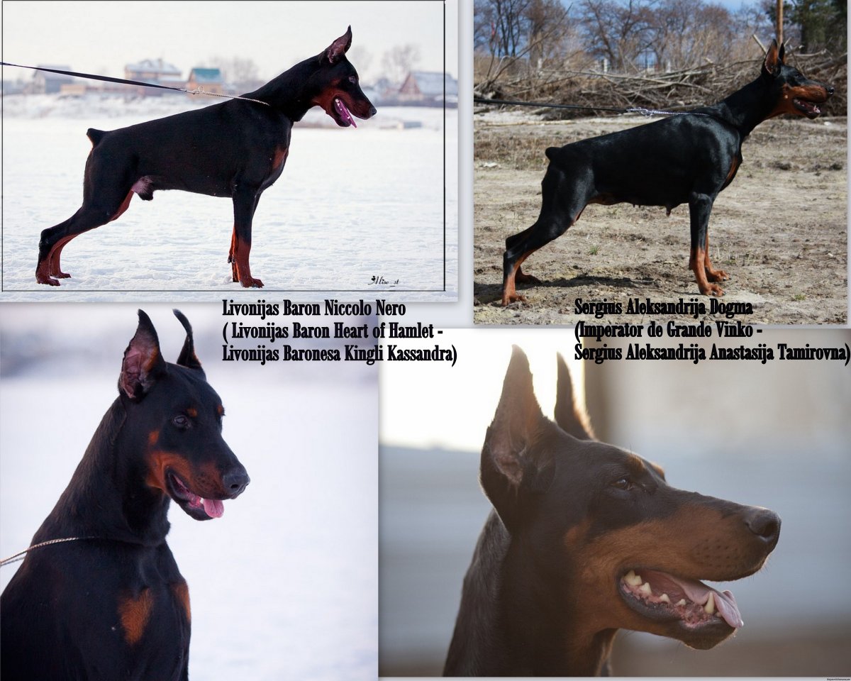 Доберман американский и Европейский