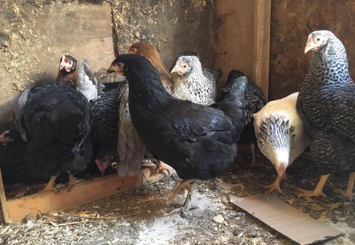 Куры-несушки Доминант черный д109