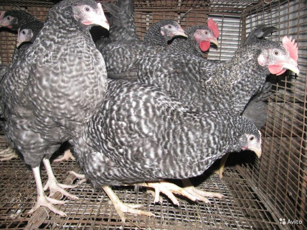 Куры Доминант мохноногие