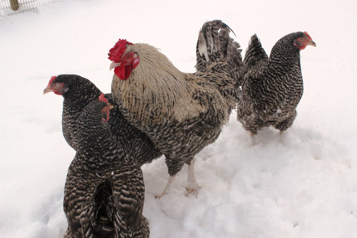 Цыпленок Доминант д 107