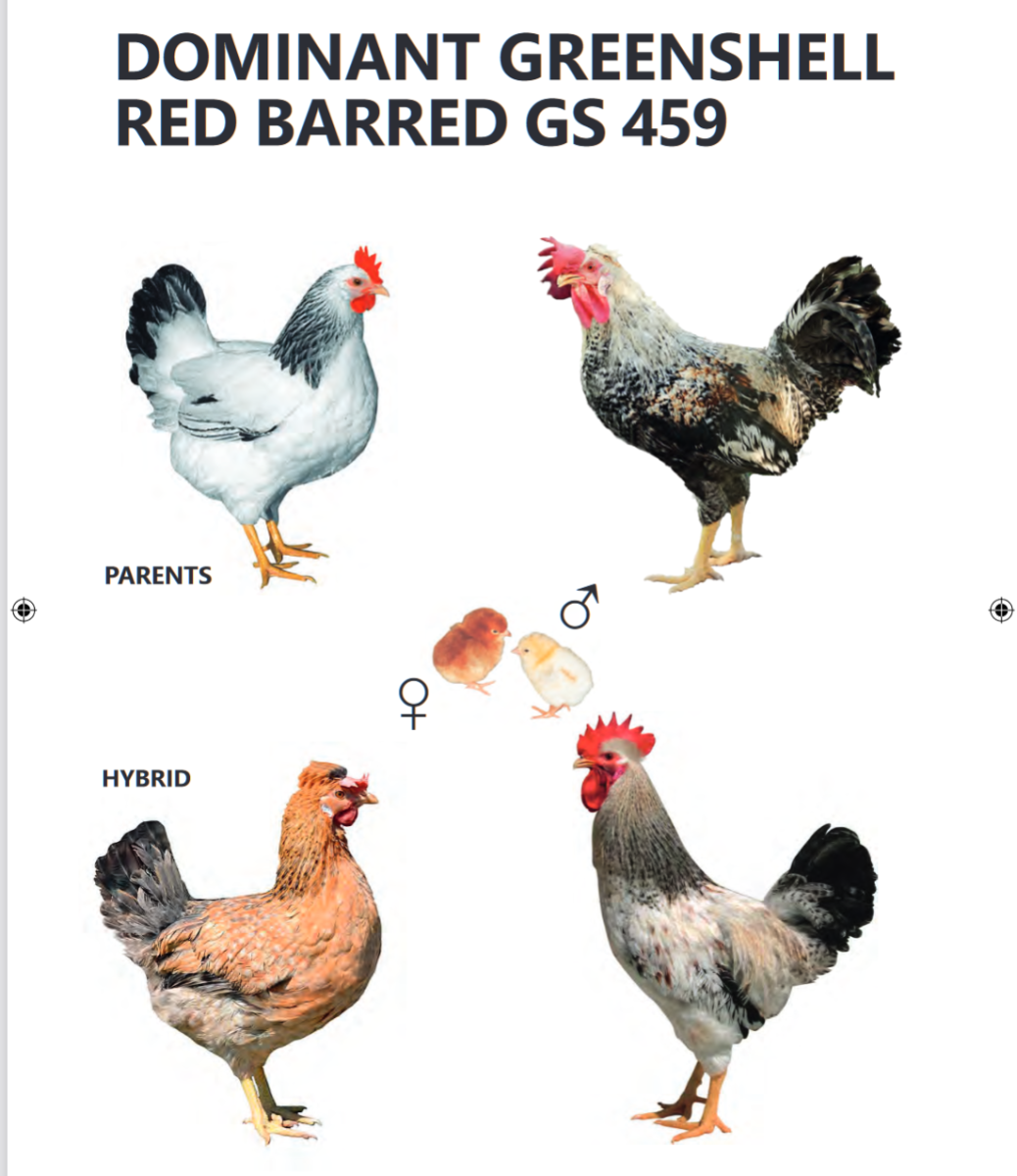 Куры синь синь Дянь