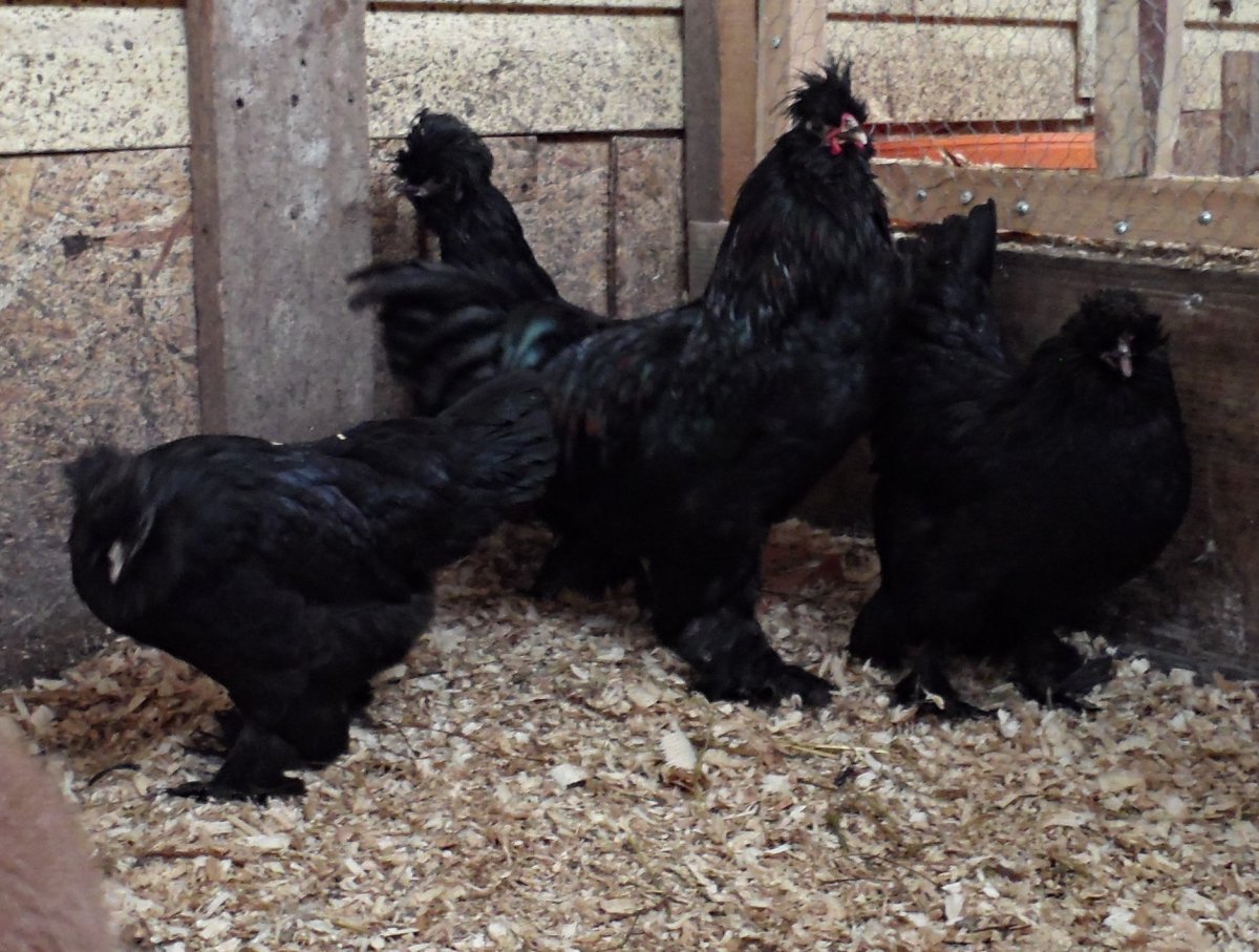 Чешский Доминант gs459