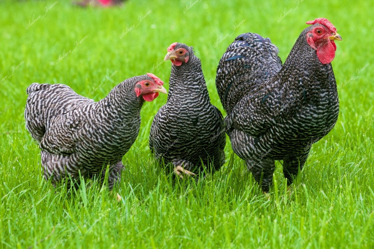 Доминант Суссекс