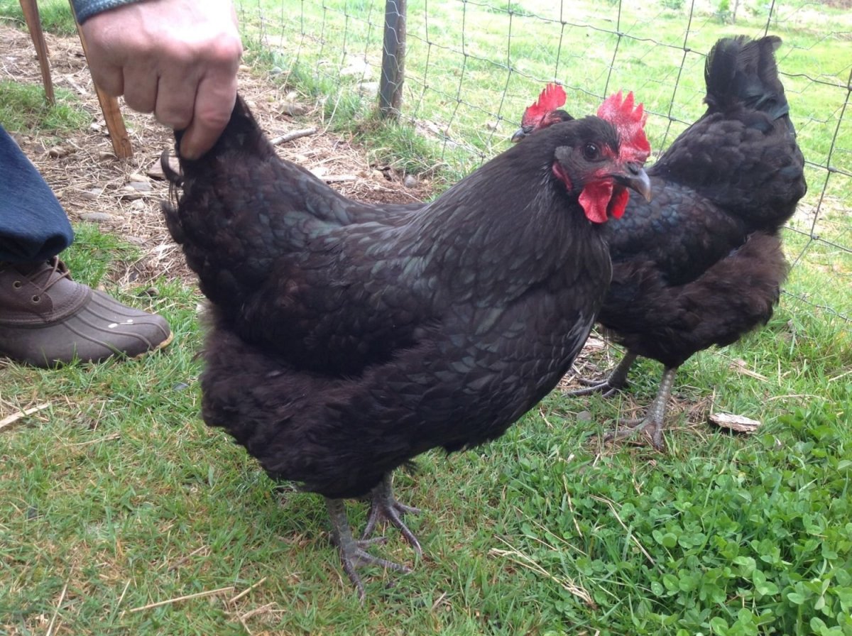 Куры породы Доминант Московская черная