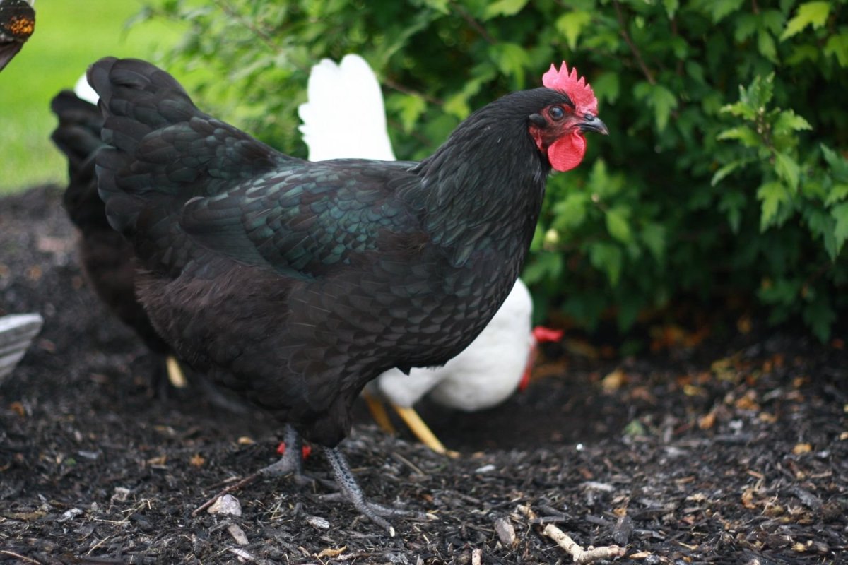 Австралорп пестрый