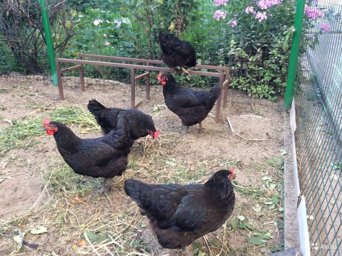 Куры Доминант д 109