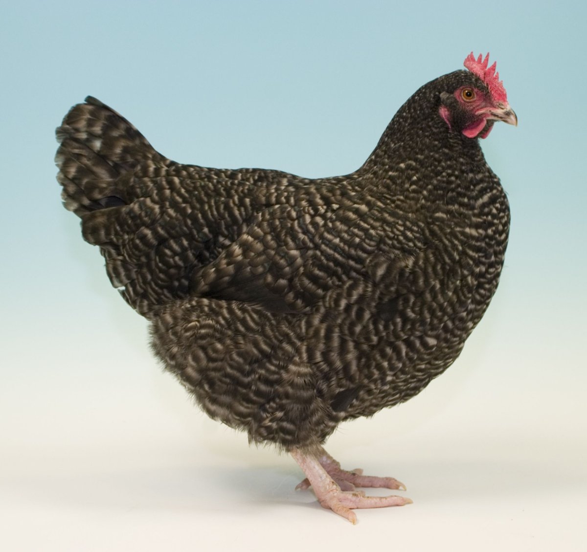 Куры несушки Доминант Маран