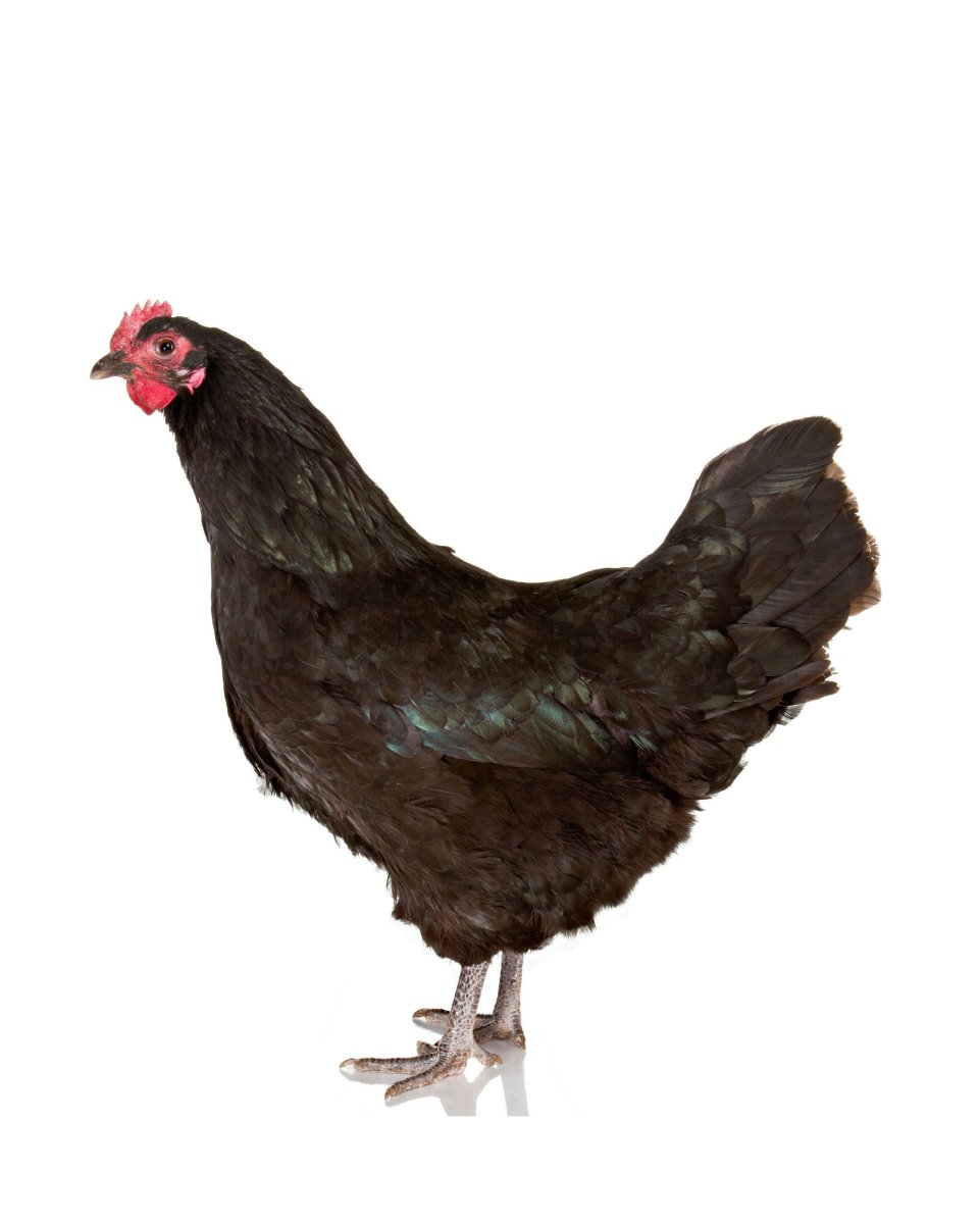 Черная курица на белом фоне