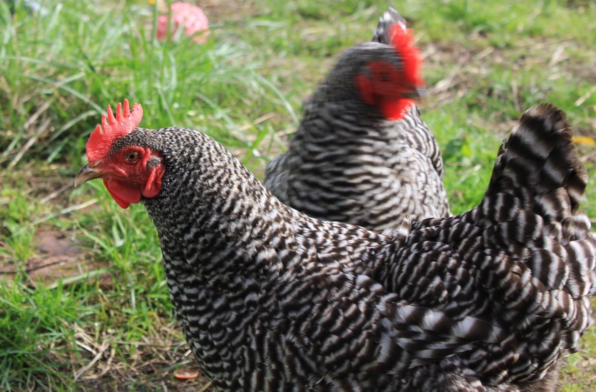 Доминант плимутрок