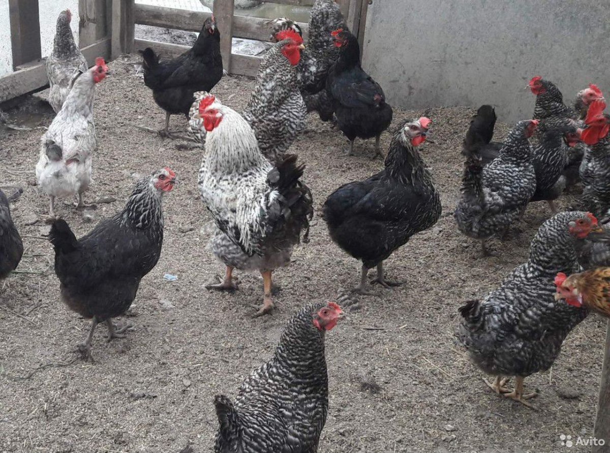 Куры Доминант gs459