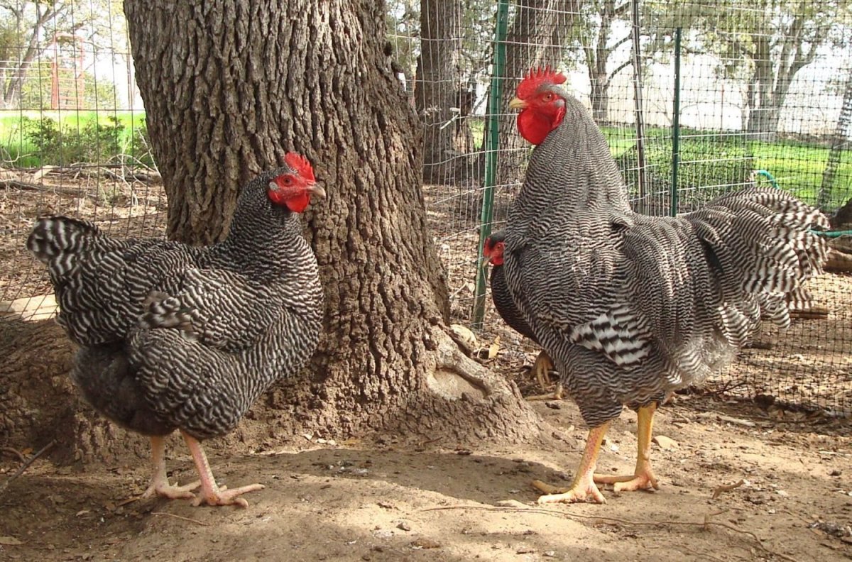 Куры несушки породы Доминант