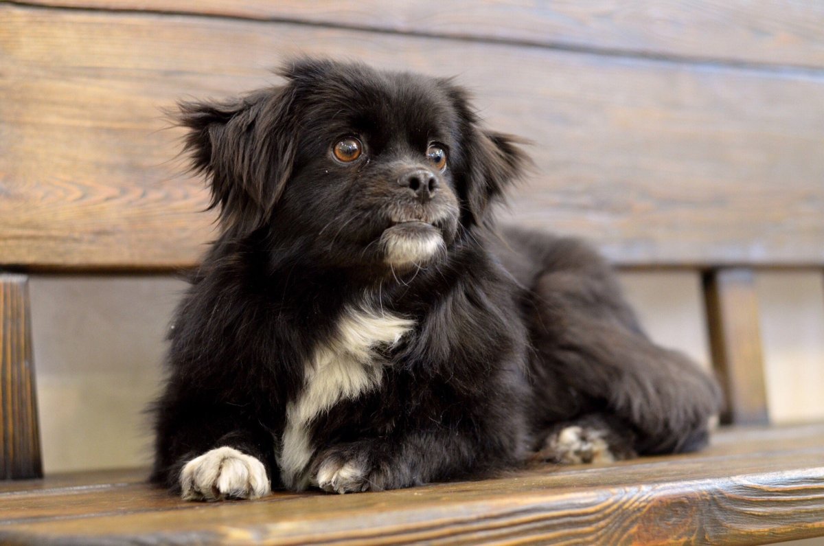 Маркизье порода собак