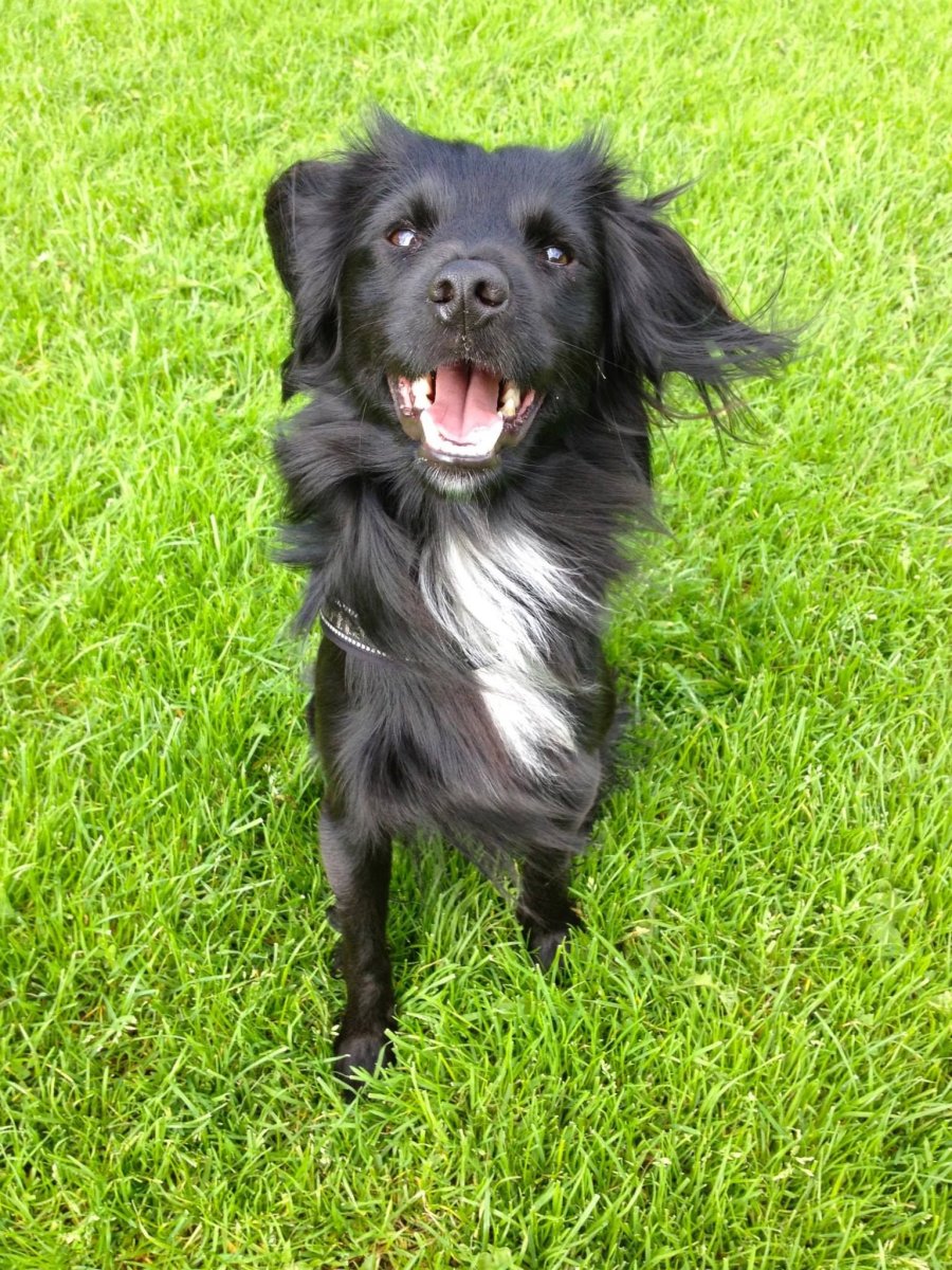 Голландский тульпхонд собака