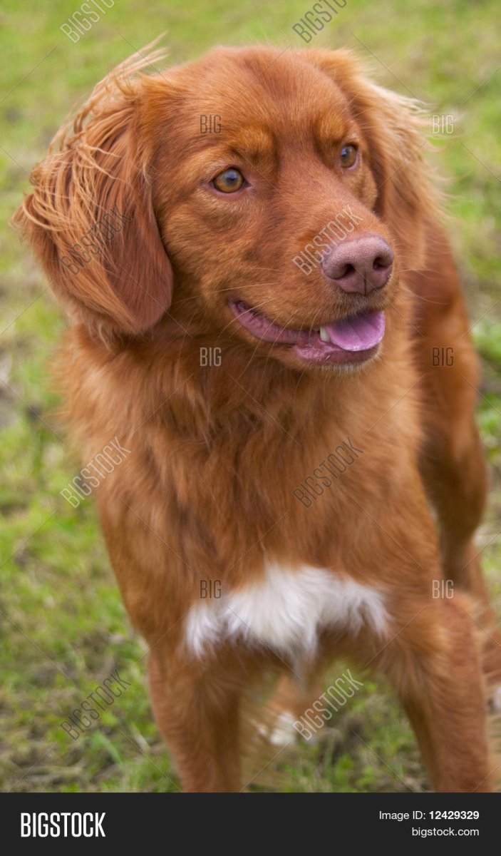 Тибетский мастиф злой