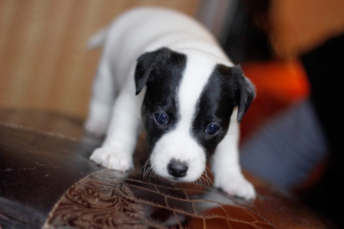 Джек Рассел терьер щенки черные