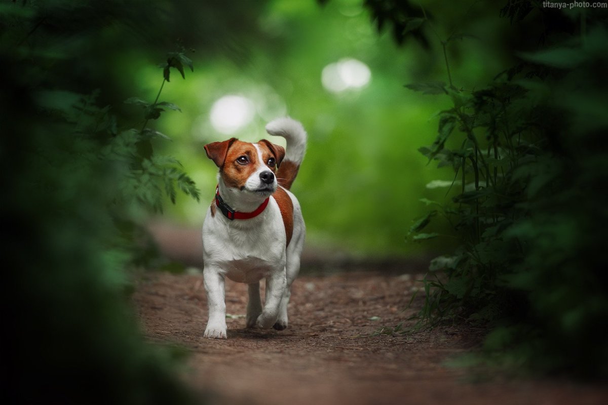 Джек Рассел терьер с цветами
