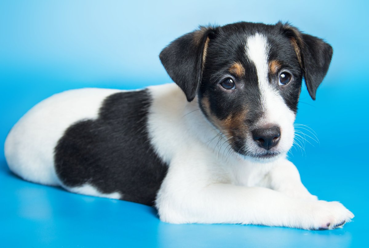 Джек-Рассел-терьер черный