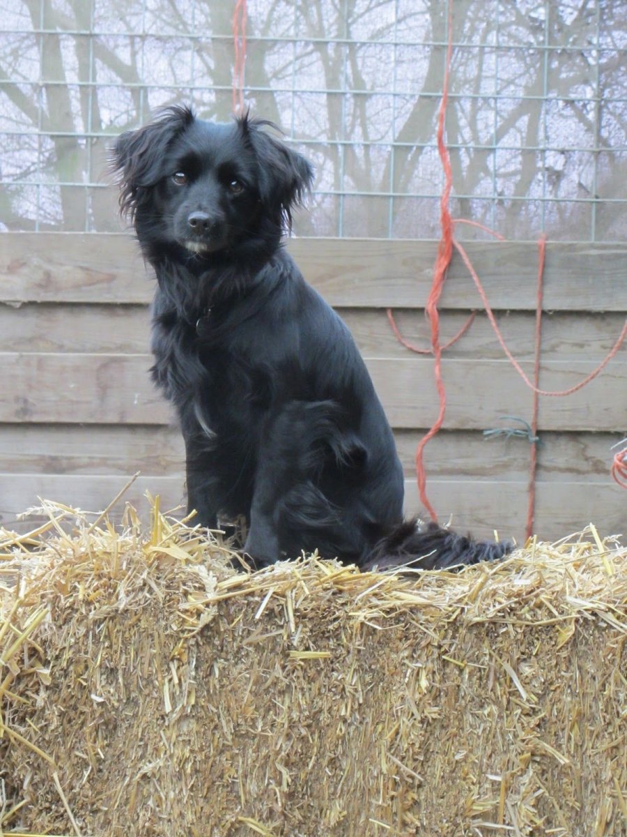 Голландский спаниель маркизье