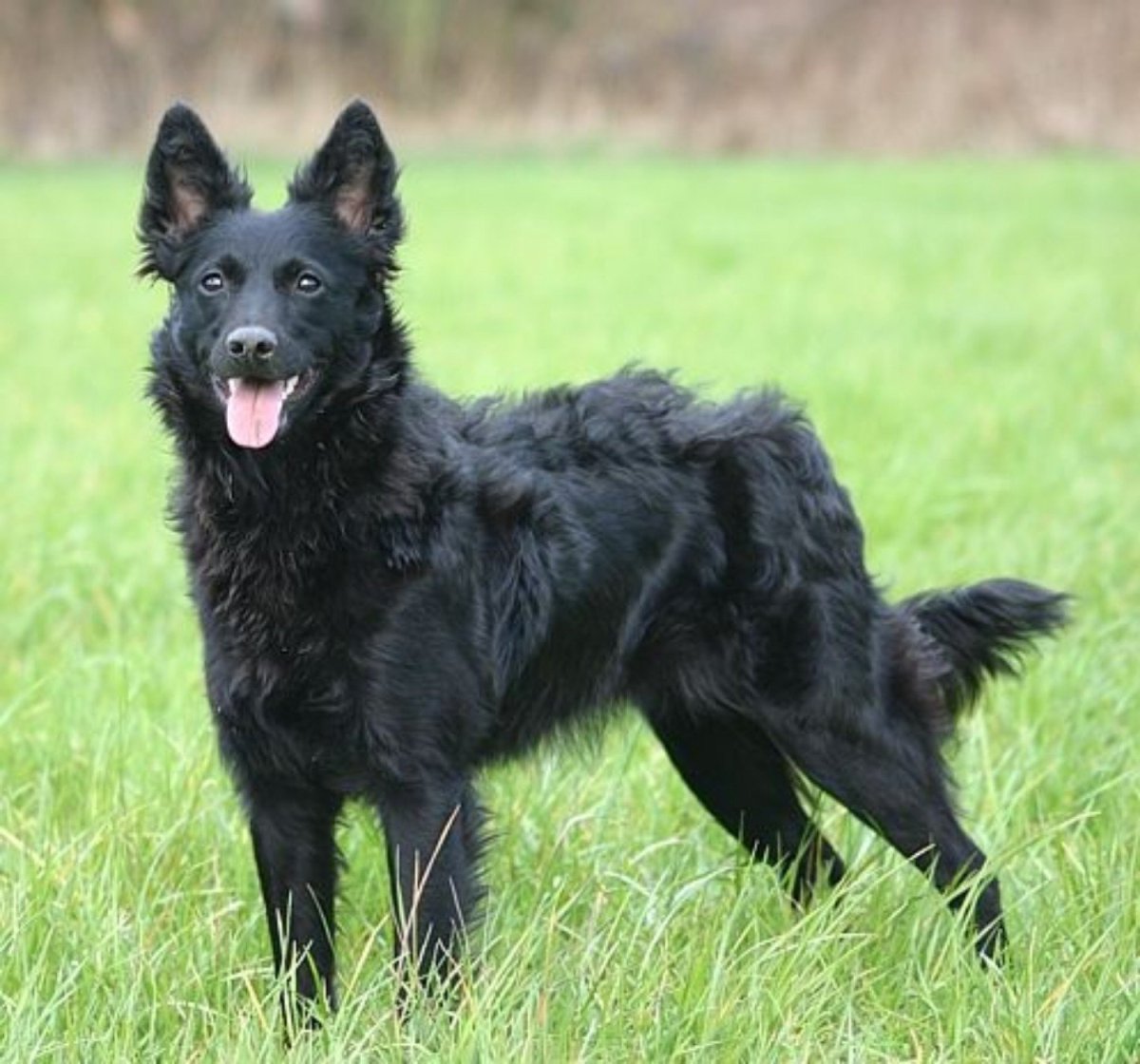 Муди (венгерская пастушья собака)