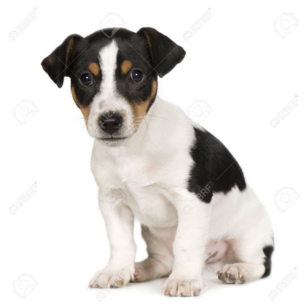 Джек Рассел терьер 2 месяца черный