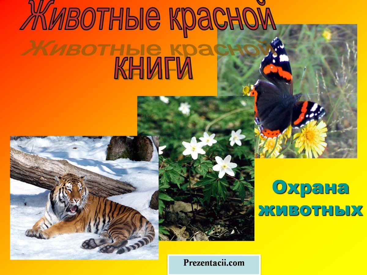 Охрана животных