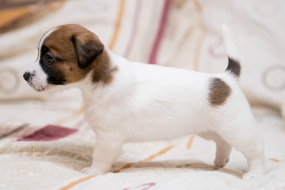 Джек-Рассел-терьер черный