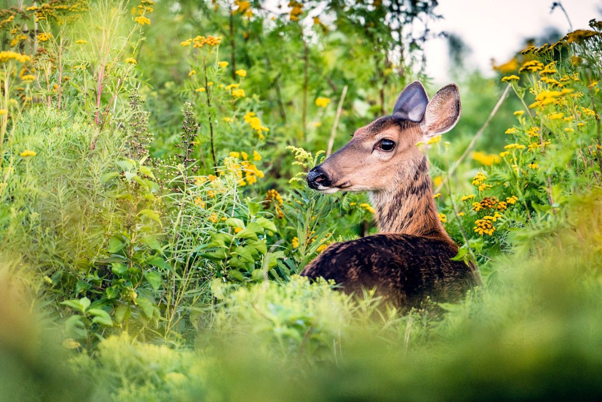 Флора и фауна