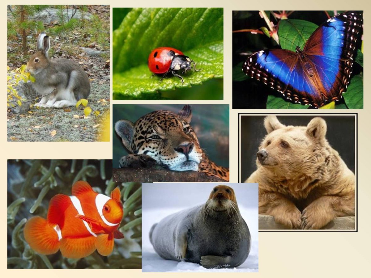 Красная книга России. Животные