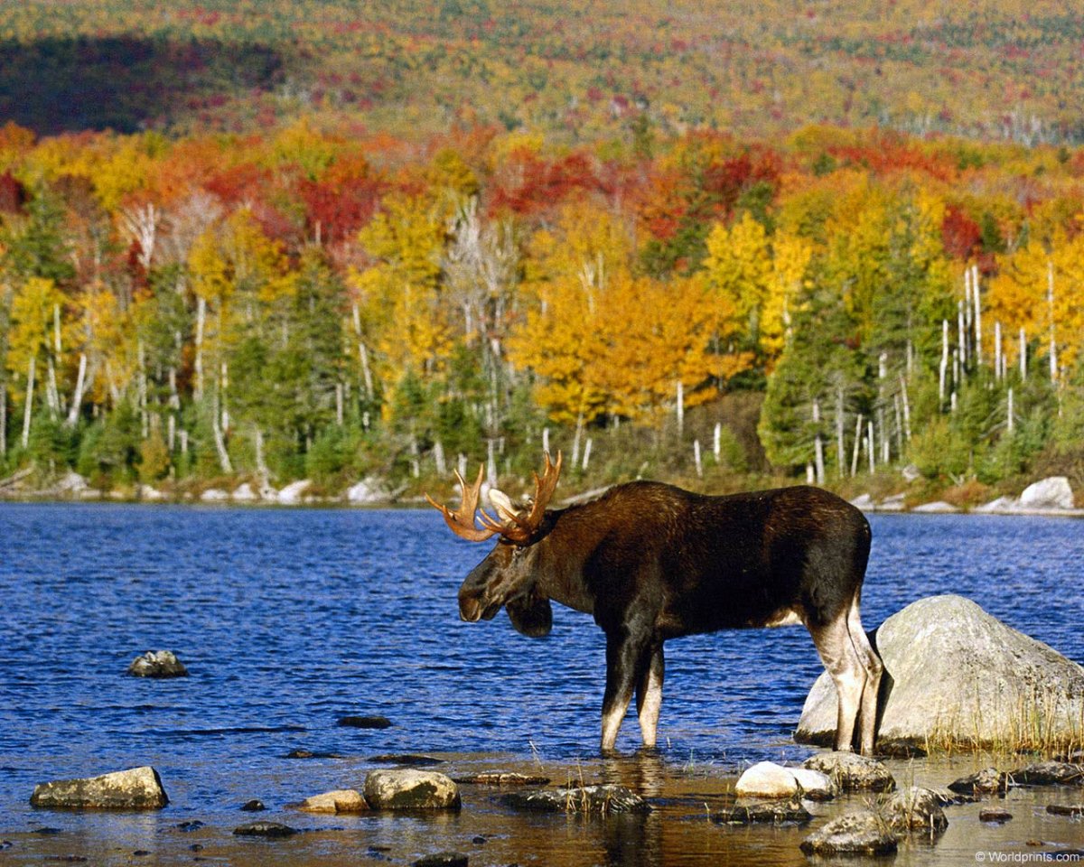 Животный мир Удмуртии