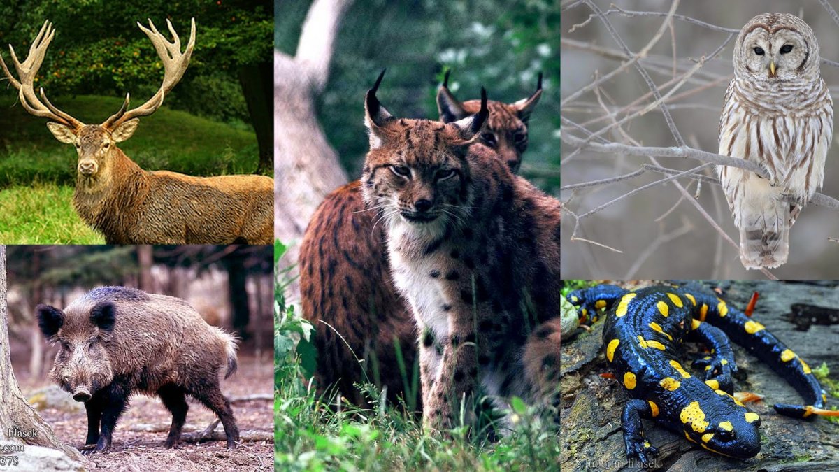 Разнообразие животных