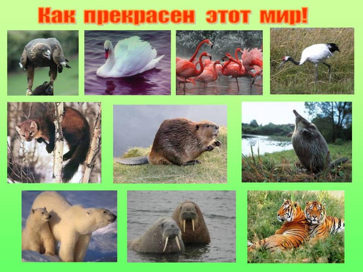 Охрана природы и животных