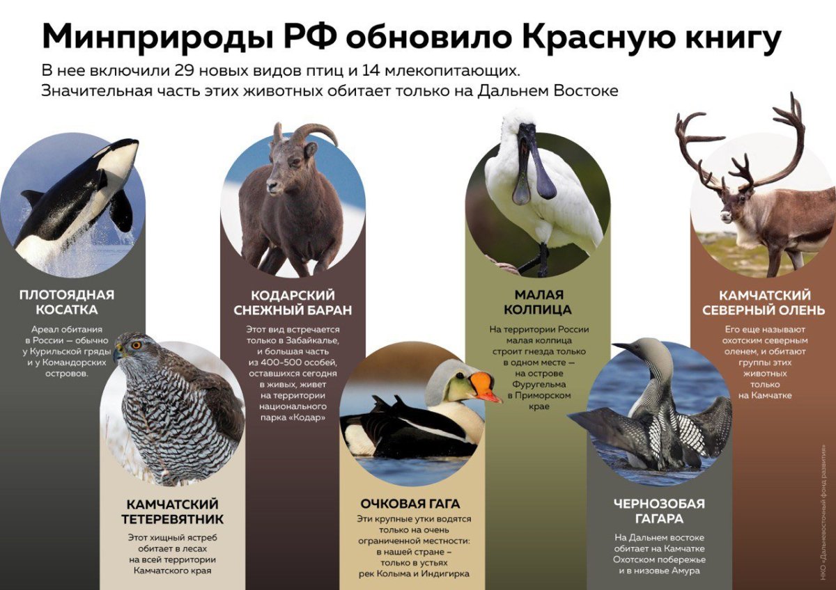 Животные и птицы красной книги