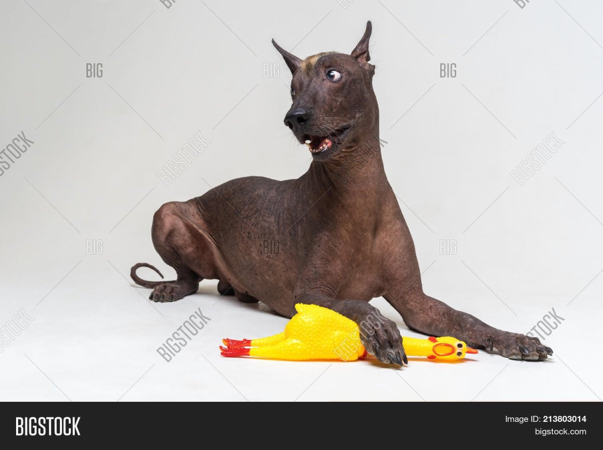 Собака Анубис ксолоитцкуинтли