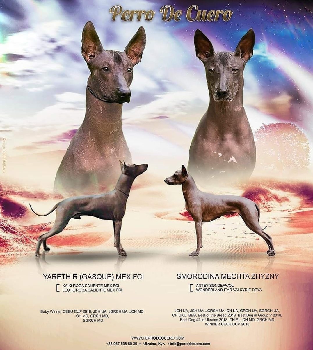 Ксолоитцкуинтли Анубиса