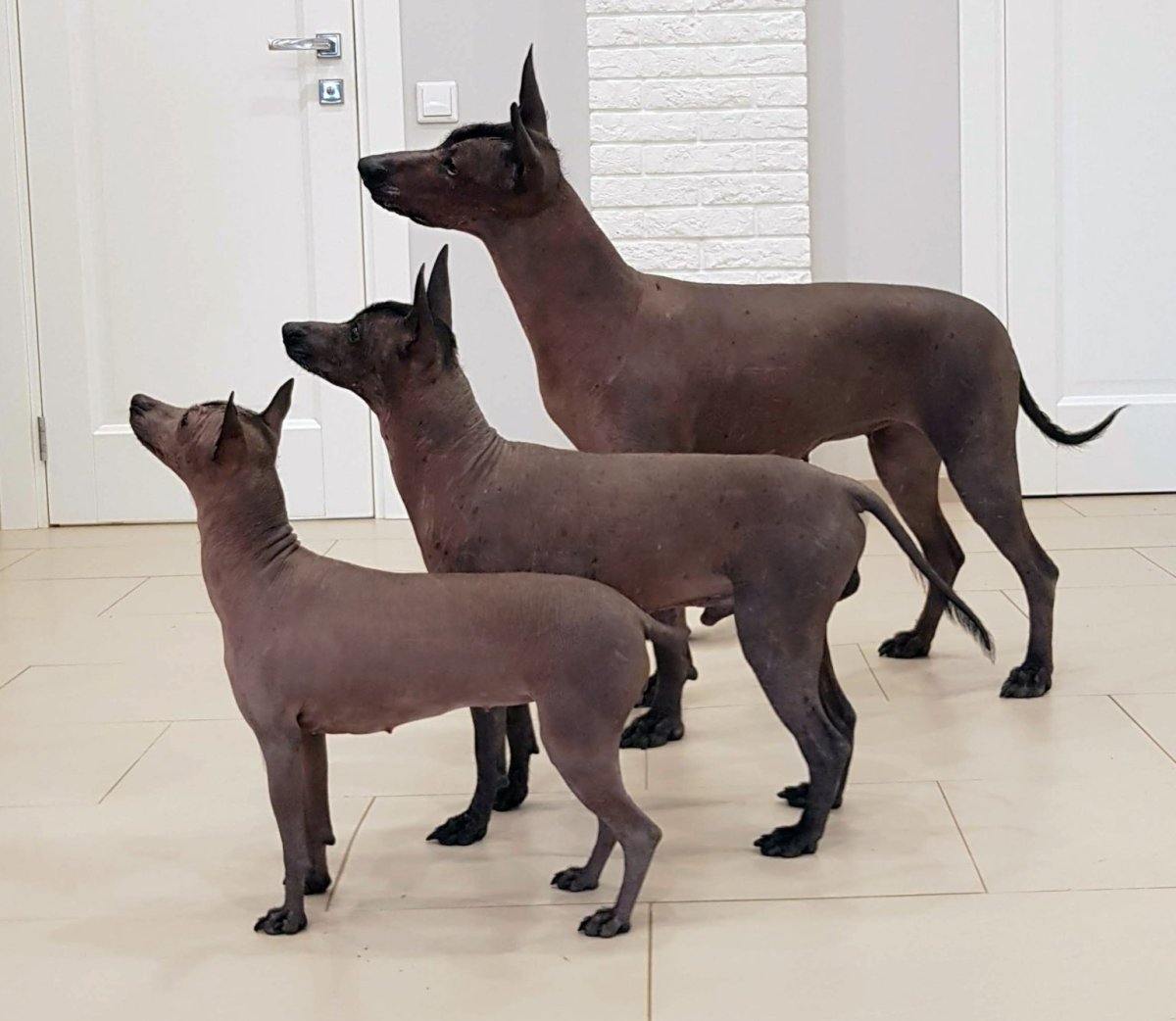 Ксолоитцкуинтли Анубис