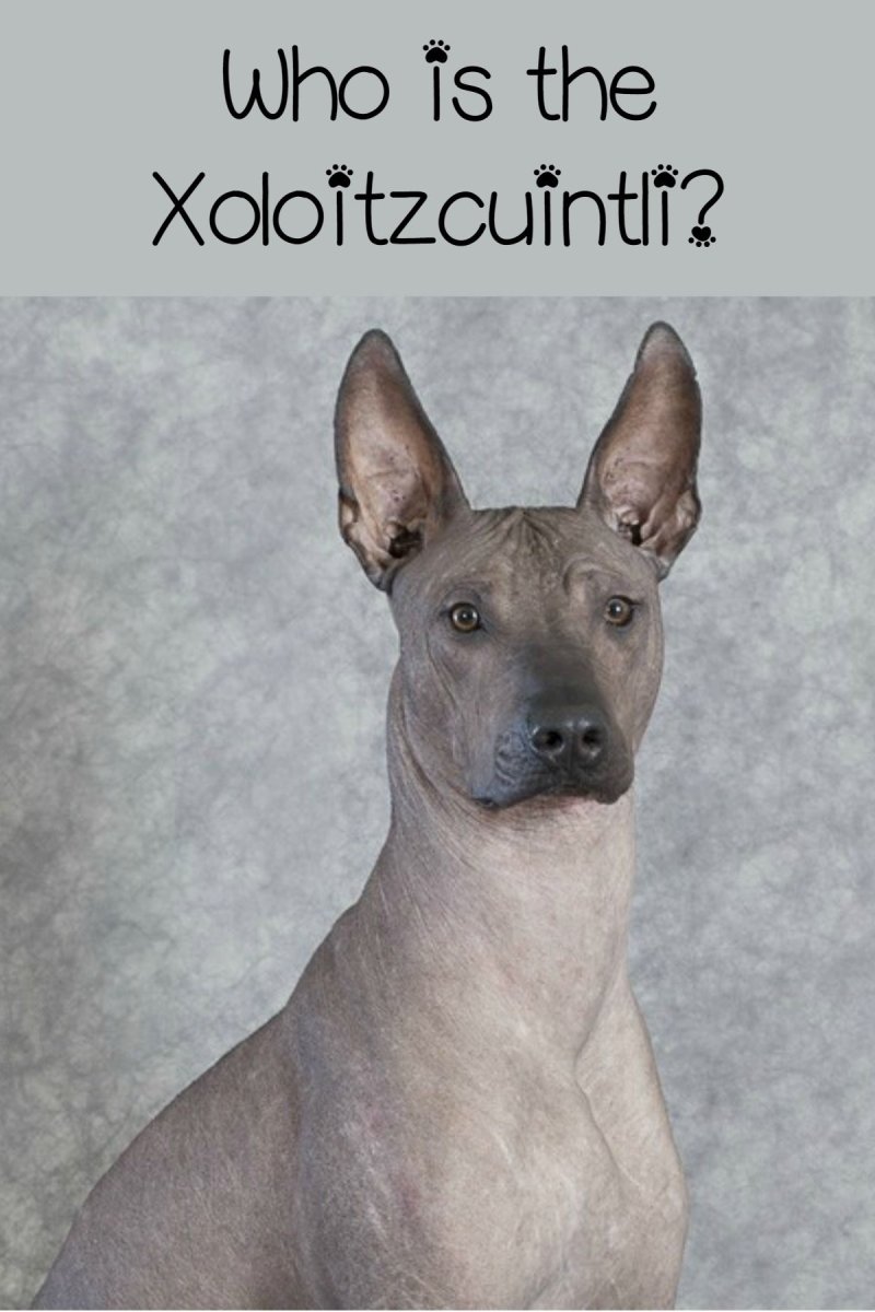 Мексиканский терьер