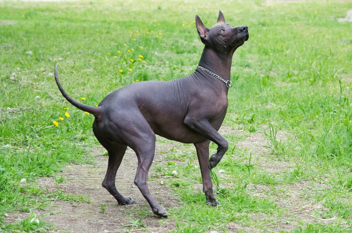 Собака сфинкс ксолоитцкуинтли