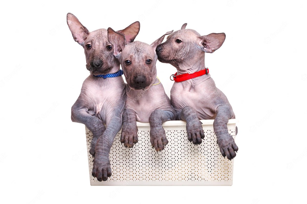 Метис ксоло