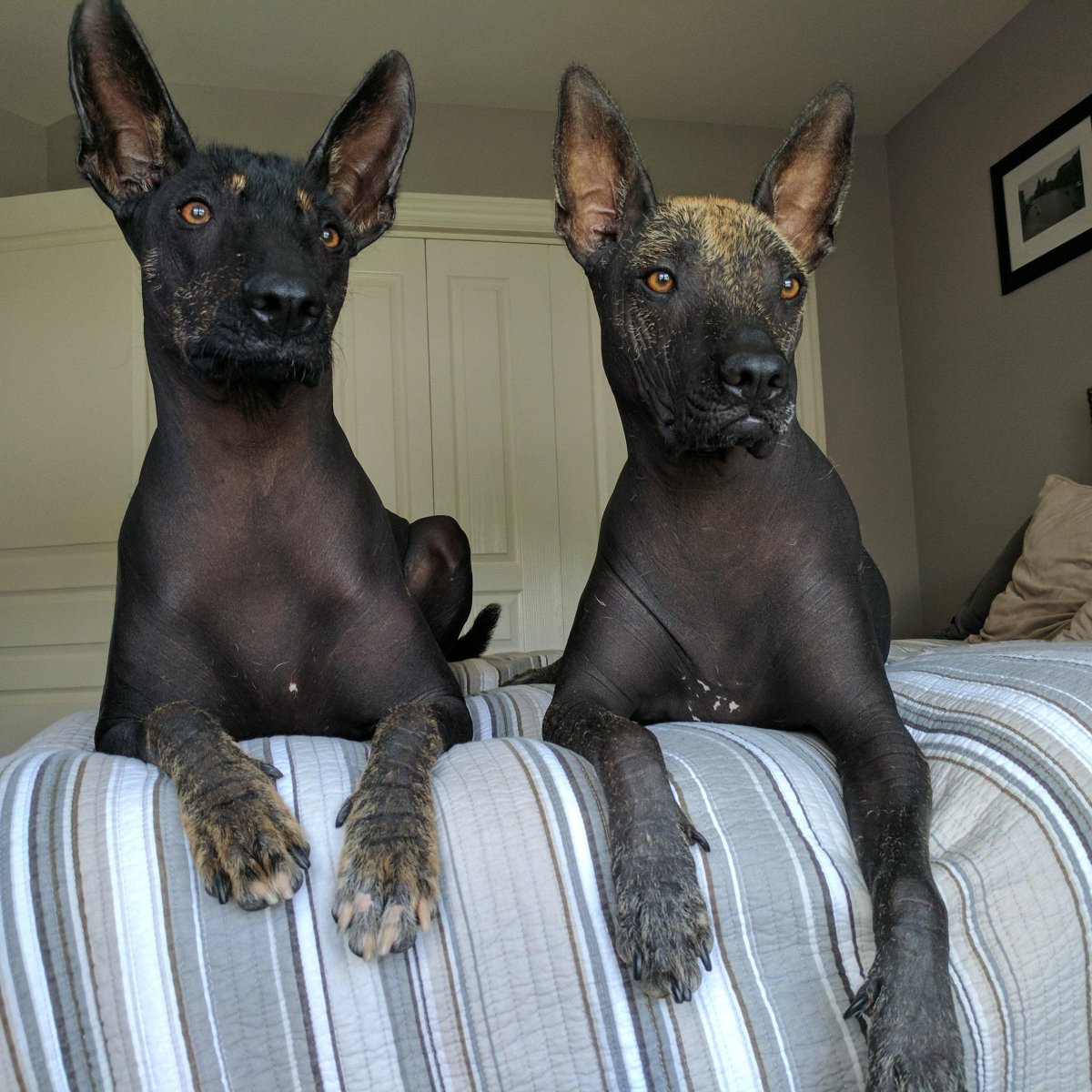 Мексиканский ксоло с человеком