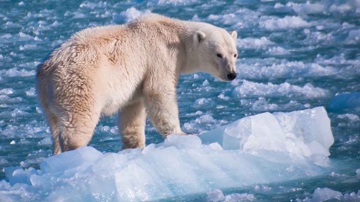 Полярный медведь