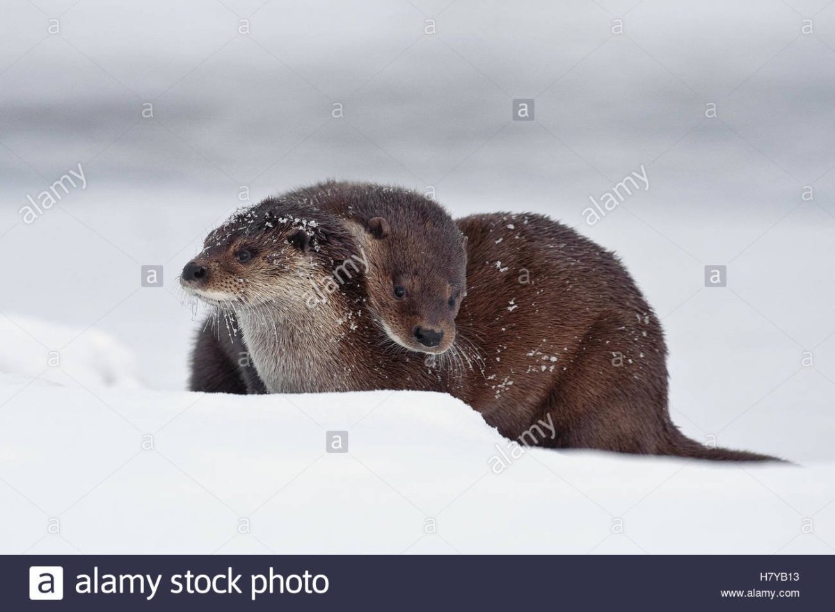 Соболь и выдра