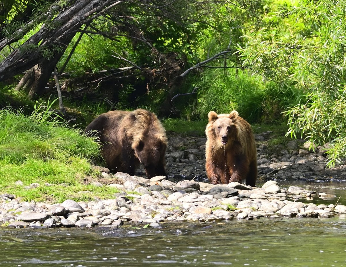 Камчатский медведь
