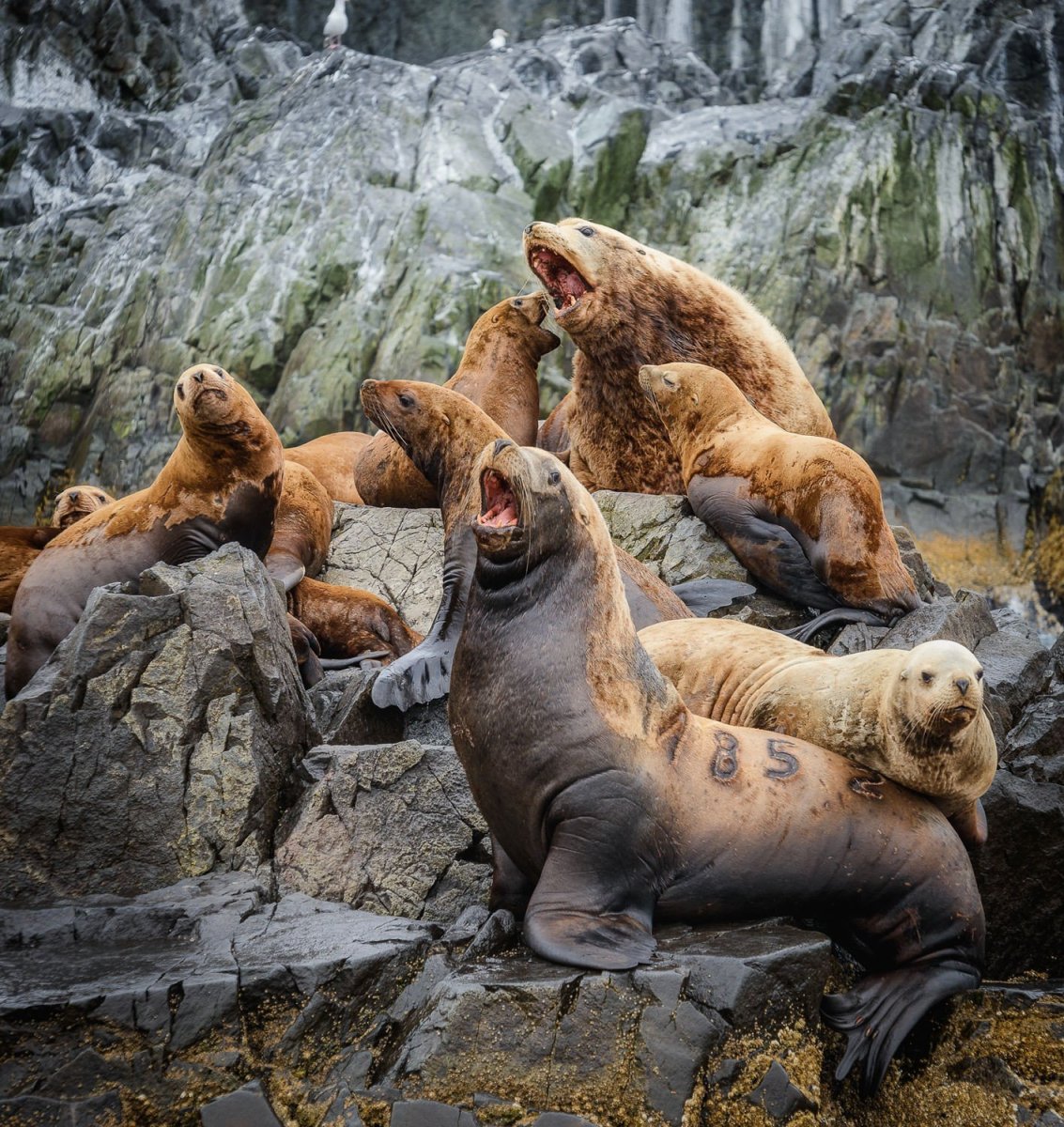 Сивучи Долина Петропавловск