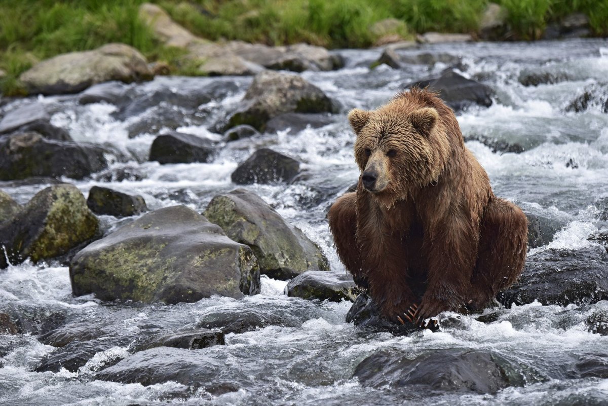 Камчатский бурый медведь