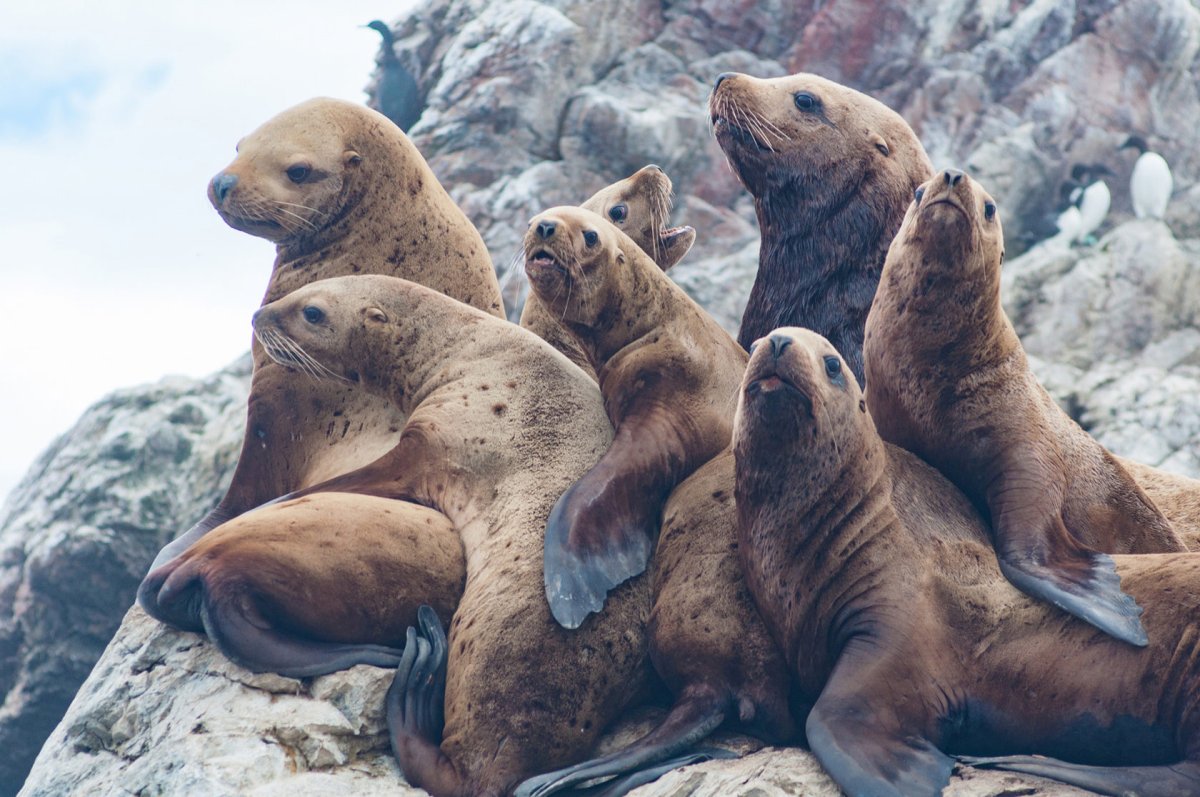 Сивуч (Северный морской Лев) Eumetopias jubatus
