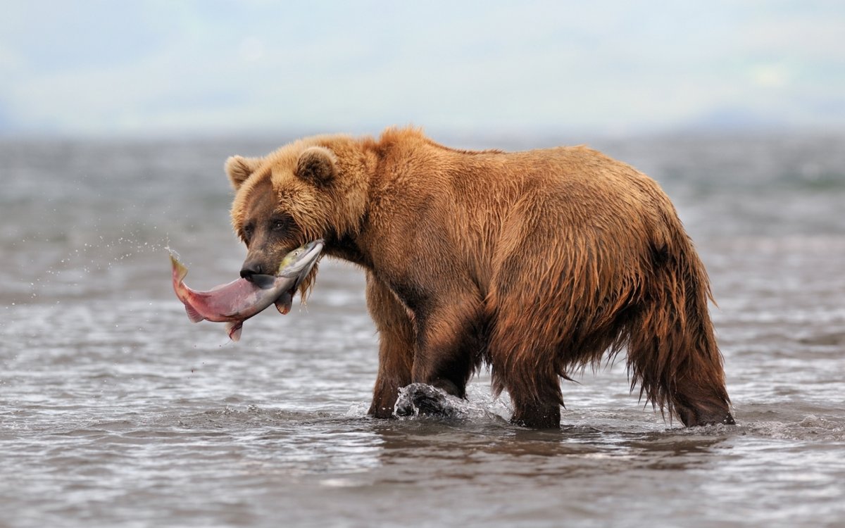 Кроноцкий заповедник бурый медведь