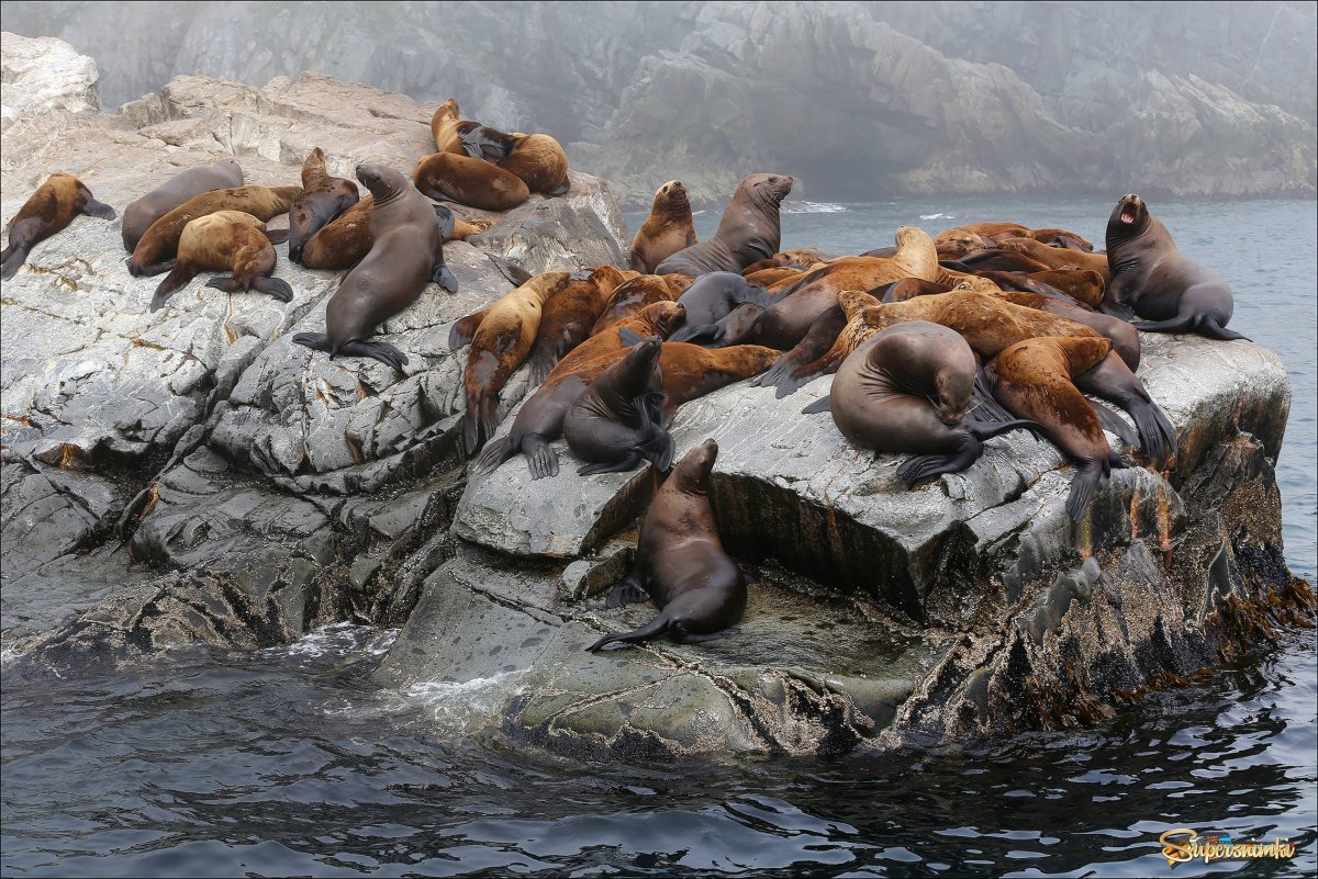 Сивучи Камчатка