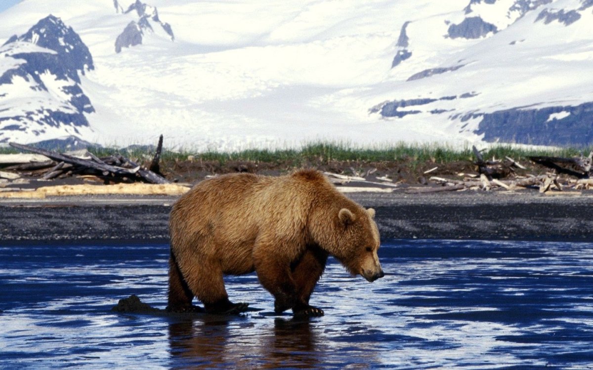 Медведь гора